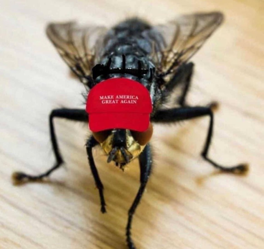PHOTO Fly That Landed On Mike Pence's Head Wearing A Make America Great Again Hat
