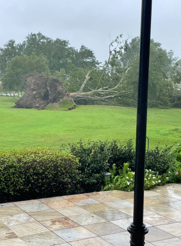 PHOTO Biggest Tree You Will Ever See Uprooted In Laplace Louisiana
