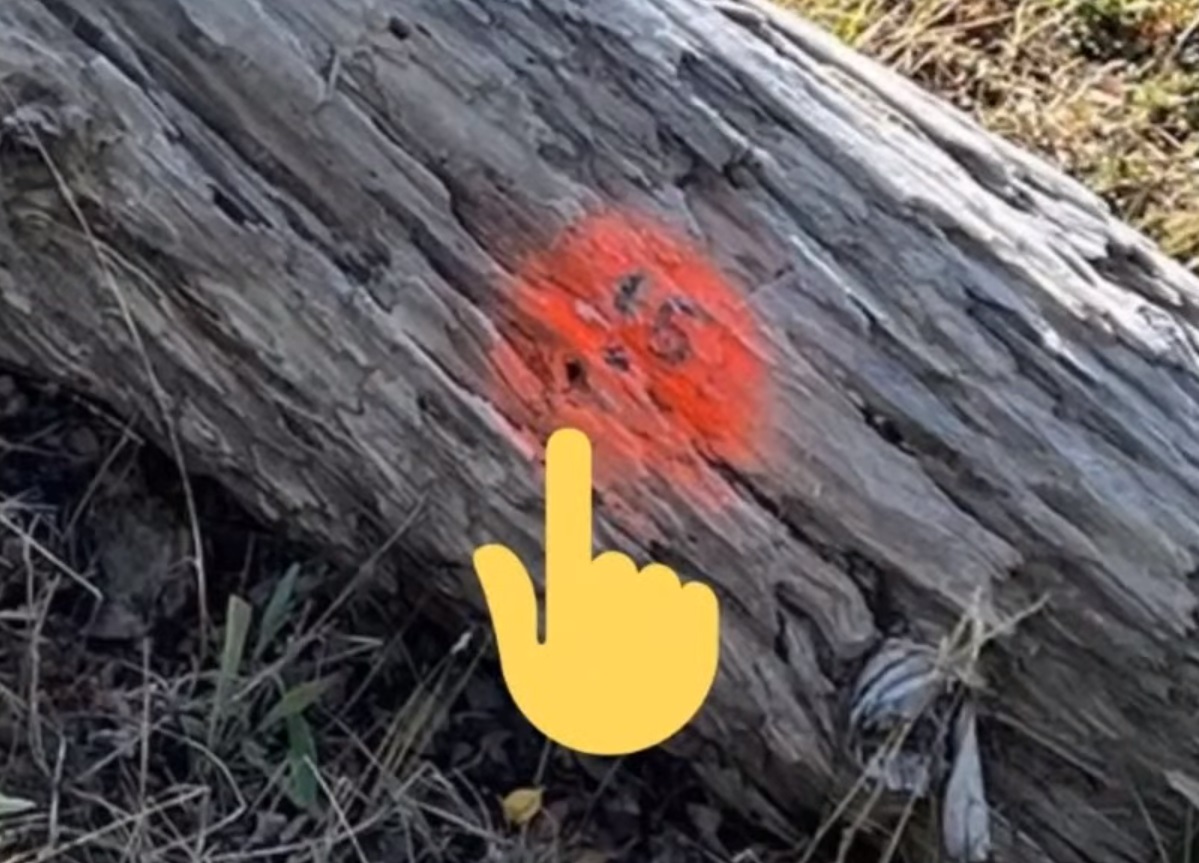 PHOTO Brian Laundrie Used A .380 Hand Gun To Kill Gabby Petito