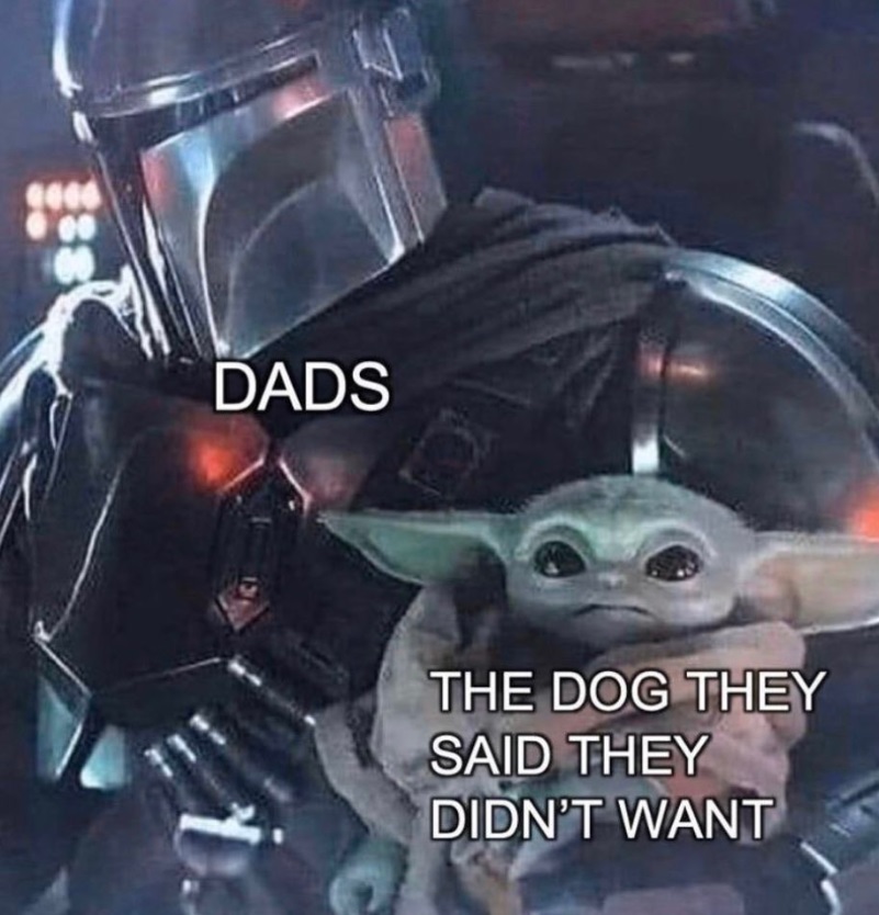 PHOTO The Dog They Said They Didn't Want Baby Yoda Meme