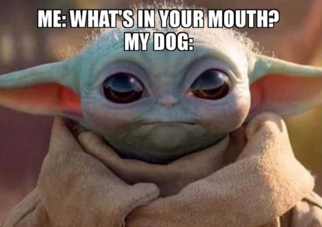 PHOTO Asking Your Dog Whats In Its Mouth Baby Yoda Meme