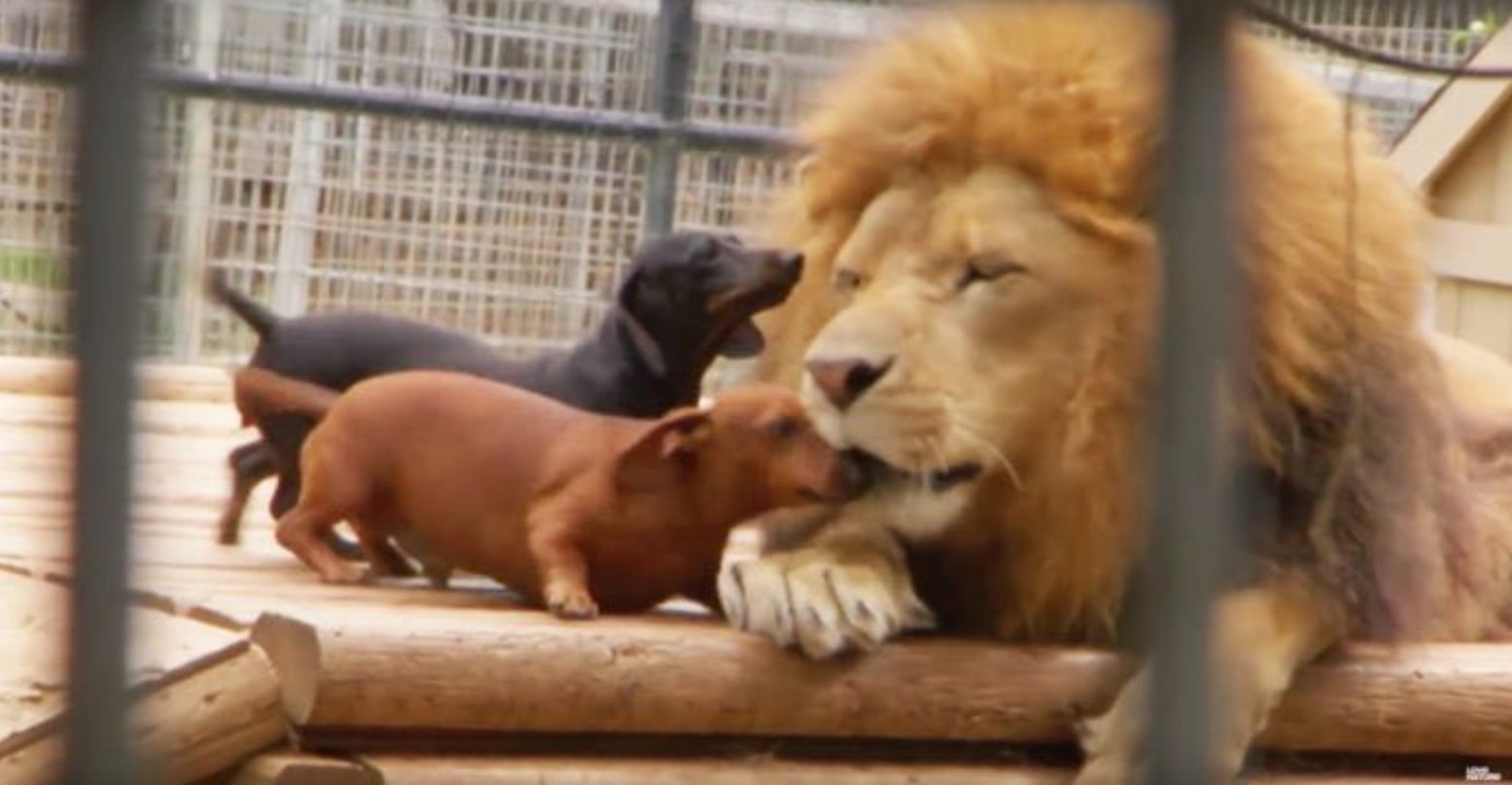 PHOTO Wiener Dogs Kissing Tigers On Tiger King Show