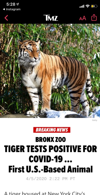 PHOTO Carole Baskin Will Try To Blame Joe Exotic For Tiger Testing Postiive For Corona Virus