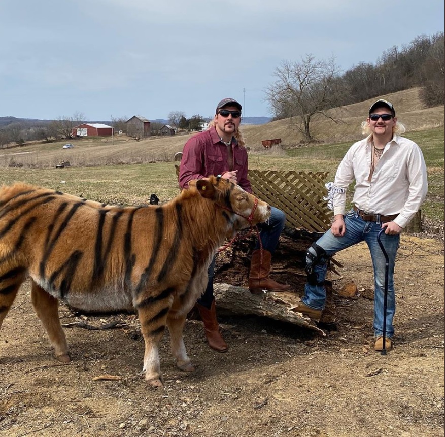 PHOTO Someone Did A Joe Exotic Cosplay And They Painted A Cow To Look Like A Tiger