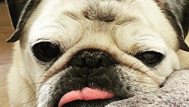 PHOTO Pug Sticking His Tongue Out While Sleeping