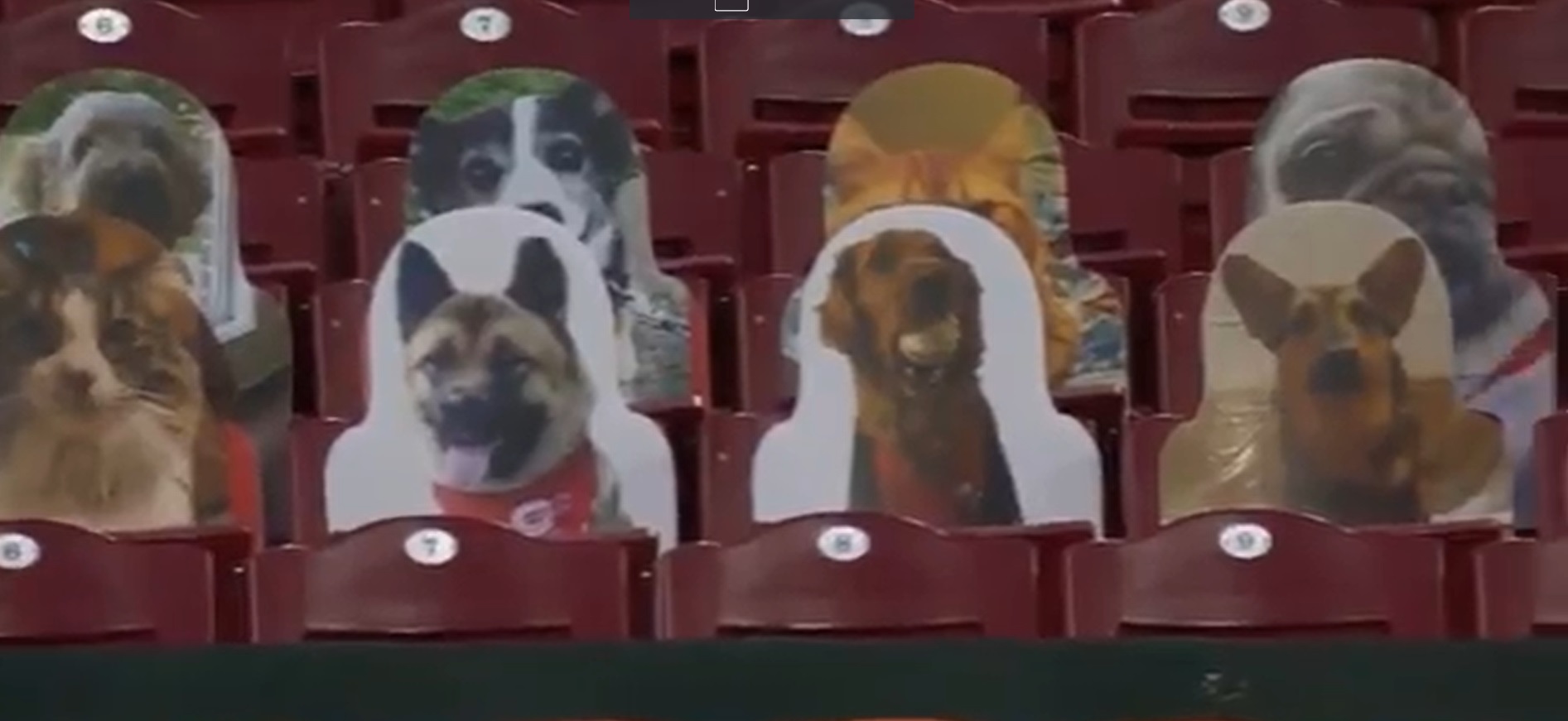 PHOTO Cincinatti Reds Only Have Dog Cutouts In The Stands